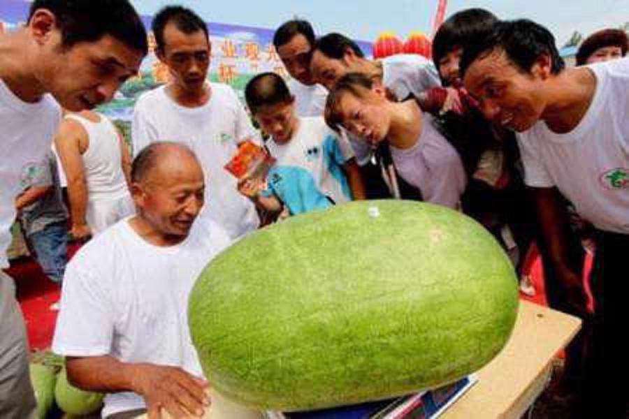 یک کشاورز چینی پس از سالها تلاش و در اقدامی بی سابقه موفق به پرورش هندوانه‌‌ای در مزرعه خود شده که ۸۰ کیلوگرم وزن دارد.